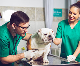 Travailler avec les animaux : comment devenir vétérinaire ?