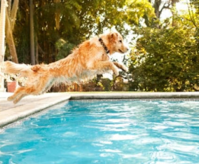 5 conseils pour partir en vacances avec son chien ou son chat