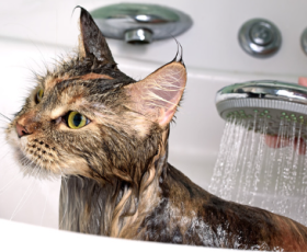 Peut-on donner un bain à un chat ?