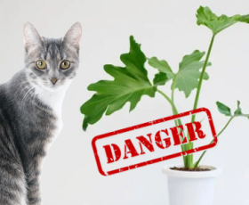 Plantes et aliments toxiques pour les chats