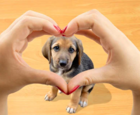 Les races de chiens préférées des Français en 2022