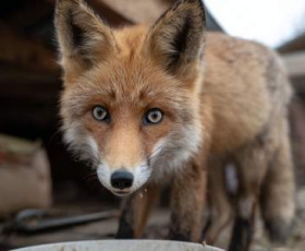 Comment les centres de sauvegarde de la faune sauvage sauvent nos animaux ?