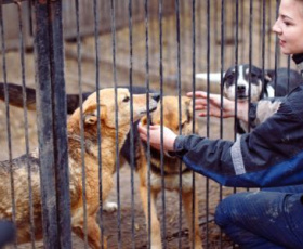 Comment travailler dans un refuge pour animaux en 2025