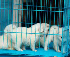 Pourquoi les professionnels du monde animal déconseillent les salons du chiot ?
