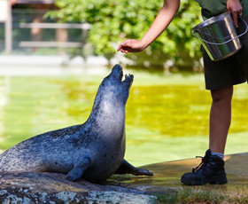 Comment bien choisir sa formation de soigneur animalier ?