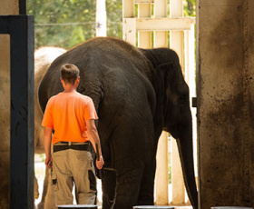 Comment devenir soigneur animalier ?