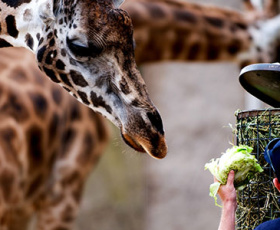 Comment trouver un stage de soigneur animalier ?