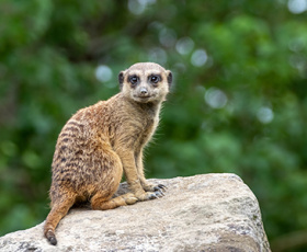 Vis ma vie de soigneur animalier dans un zoo