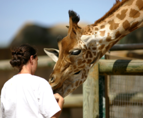 Faire un stage dans un zoo