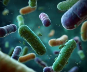 Comment le microbiote intestinal influence la santé des animaux d'élevage