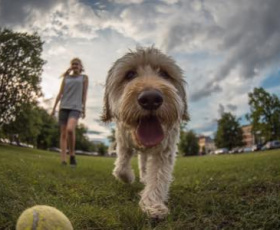 Comment choisir une mutuelle pour son chien ?