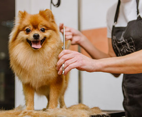 Comment devenir toiletteur canin à domicile ?