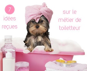 7 mythes sur le métier de toiletteur pour chien