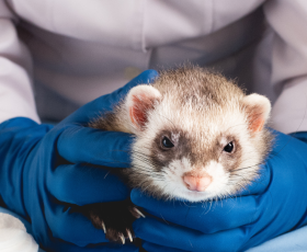 Métiers de la santé animale