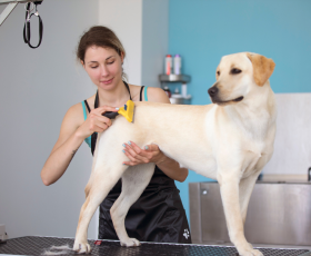 Guide formation toiletteur canin