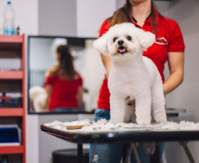 9 métiers avec les animaux sans diplôme