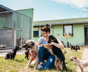 Travailler dans un refuge pour animaux