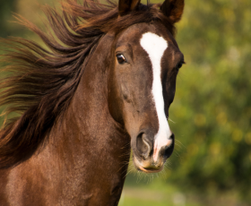 9 questions sur le métier d’éleveur de chevaux
