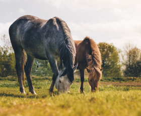 7 métiers avec les chevaux