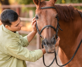 13 métiers avec les animaux à exercer à son compte