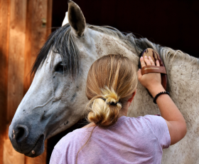 Avantages et les inconvénients du métier d’éleveur de chevaux