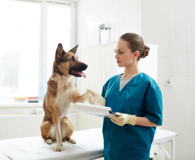 Guide formation auxiliaire de santé animale