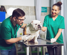 6 questions fréquentes du métier d'auxiliaire de santé animale