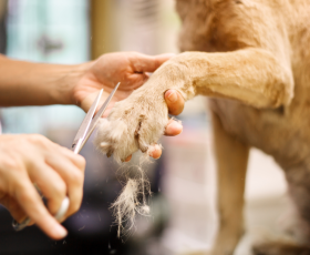 7 mythes sur le métier de toiletteur pour chien