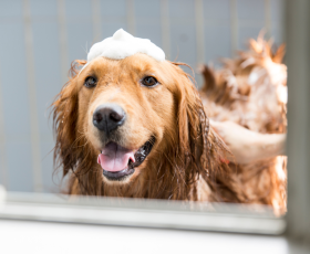 Avantages et inconvénients du métier de toiletteur canin