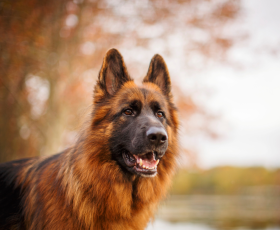 Créer un élevage canin : avantages - inconvénients