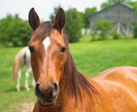 10 formations pour travailler avec les chevaux