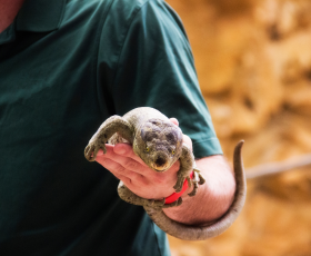 Apprendre le métier de soigneur animalier à distance