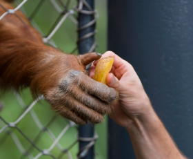 Métiers de soin aux animaux