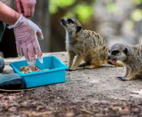 7 questions courantes sur le métier de soigneur animalier