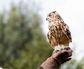 8 idées reçues sur le métier de soigneur animalier