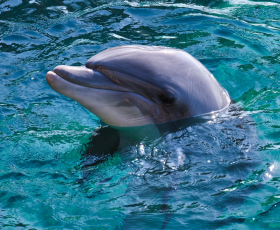 Vis ma vie de soigneur animalier dans un parc aquatique