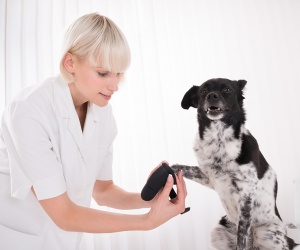 Secrétaire - Assistant(e) vétérinaire