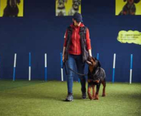 Propriétaires de chiens : bénéfices de se former au comportementalisme