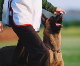 Pourquoi suivre une formation d'éducateur canin ?