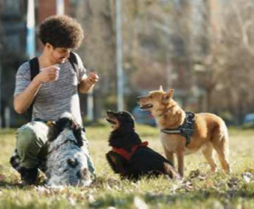 Pet sitter : comment trouver de nouveaux clients ?