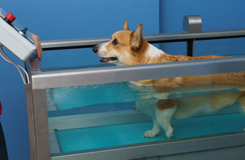 Hydrothérapie pour animaux Chien dans une boite avec de l'eau pour la rééducation