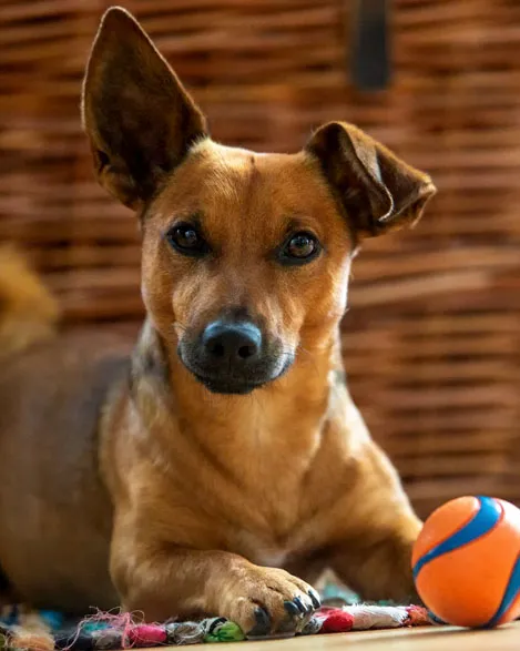 Chien avec une balle