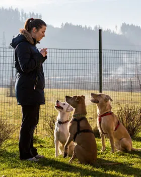 Femme qui éduquent des chiens
