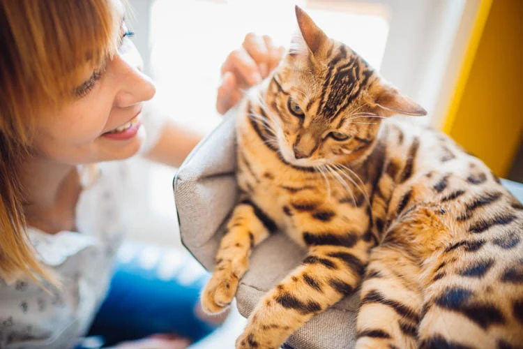 Chat dans les bras de sa maitresse