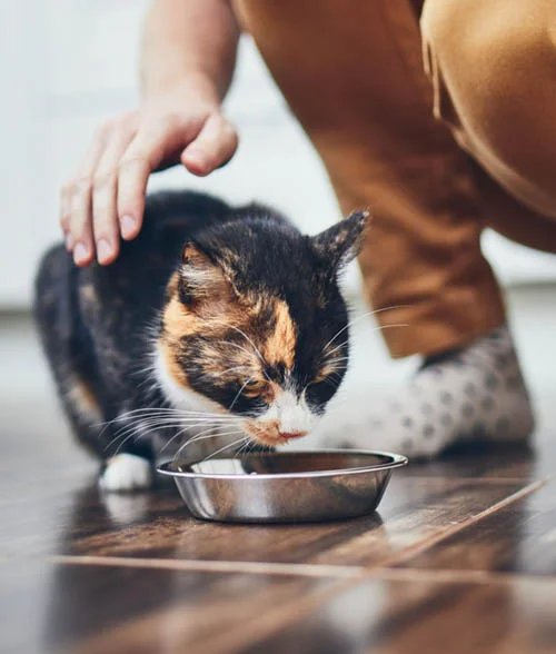 Chat qui mange