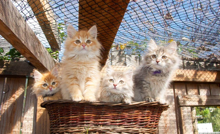 Chatons dans un panier