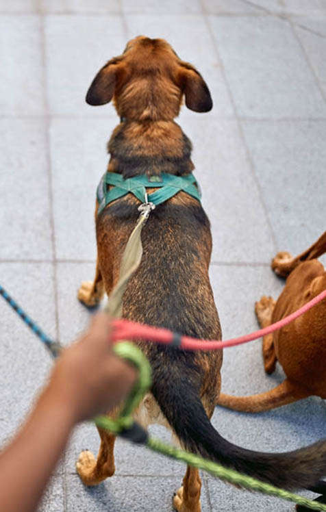 chien se promenant en laisse