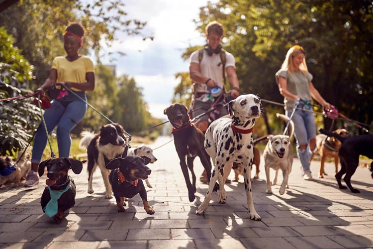 Maitre et leurs chiens