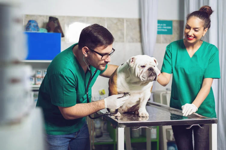 un vétérinaire prend le pouls à un chien