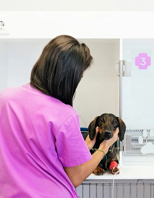 Vétérinaire occultant un chien